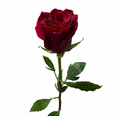 Бордовая роза — Цветы SFlower – доставка цветочных букетов в Хабаровске. У нас цветы можно купить или заказать с доставкой круглосуточно — 02d45c01