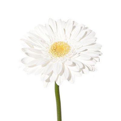 Гербера белая — Цветы SFlower – доставка цветочных букетов в Хабаровске. У нас цветы можно купить или заказать с доставкой круглосуточно — 218