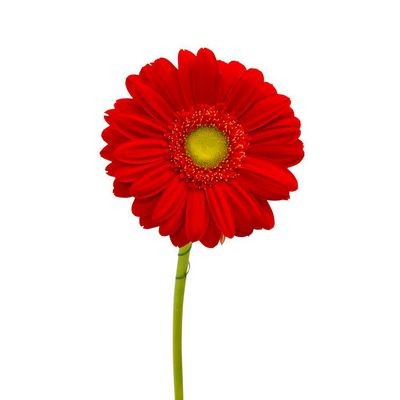 Гербера красная — Цветы SFlower – доставка цветочных букетов в Хабаровске. У нас цветы можно купить или заказать с доставкой круглосуточно — 220