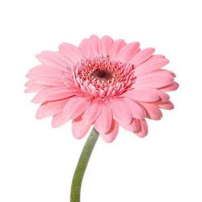 Гербера розовая — Цветы SFlower – доставка цветочных букетов в Хабаровске. У нас цветы можно купить или заказать с доставкой круглосуточно — 221
