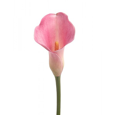 Калла розовая — Цветы SFlower – доставка цветочных букетов в Хабаровске. У нас цветы можно купить или заказать с доставкой круглосуточно — 229