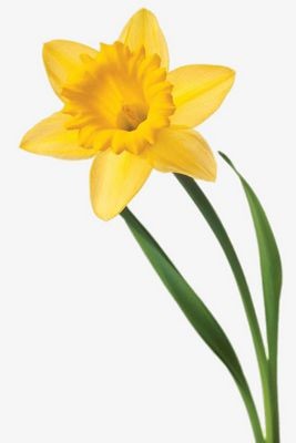 Нарцисс желтый — Цветы SFlower – доставка цветочных букетов в Хабаровске. У нас цветы можно купить или заказать с доставкой круглосуточно — 231