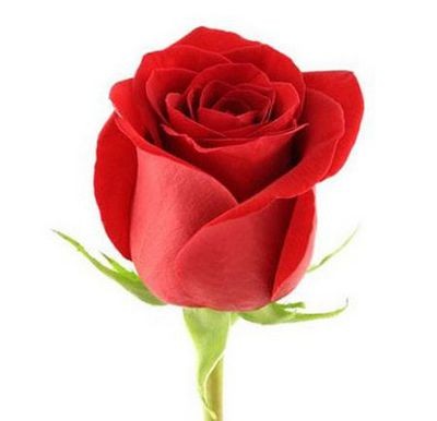 Роза красная — Цветы SFlower – доставка цветочных букетов в Хабаровске. У нас цветы можно купить или заказать с доставкой круглосуточно — 237