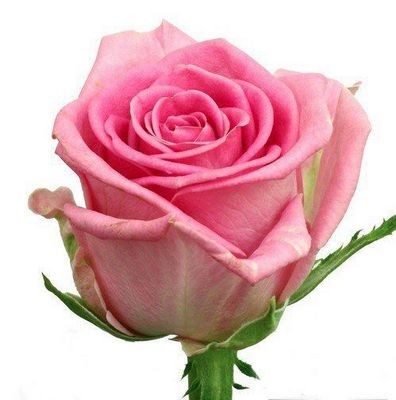 Роза розовая — Цветы SFlower – доставка цветочных букетов в Хабаровске. У нас цветы можно купить или заказать с доставкой круглосуточно — 238