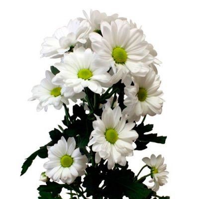 Хризантема ромашковая кустовая белая — Цветы SFlower – доставка цветочных букетов в Хабаровске. У нас цветы можно купить или заказать с доставкой круглосуточно — 247