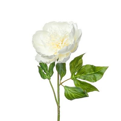 Пион белый — Цветы SFlower – доставка цветочных букетов в Хабаровске. У нас цветы можно купить или заказать с доставкой круглосуточно — 253
