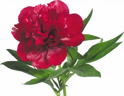 Пион красный — Цветы SFlower – доставка цветочных букетов в Хабаровске. У нас цветы можно купить или заказать с доставкой круглосуточно — 254
