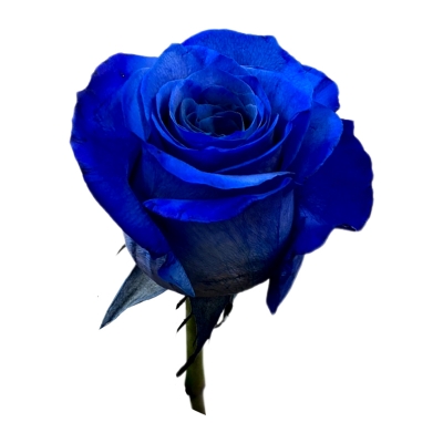 Синяя роза — Цветы SFlower – доставка цветочных букетов в Хабаровске. У нас цветы можно купить или заказать с доставкой круглосуточно — 5577c12e