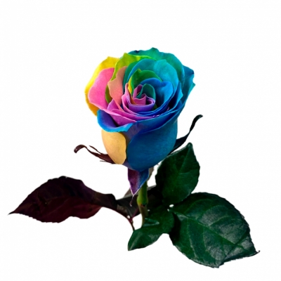 Радужная роза — Цветы SFlower – доставка цветочных букетов в Хабаровске. У нас цветы можно купить или заказать с доставкой круглосуточно — 
