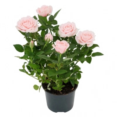 Роза  в горшке — Цветы SFlower – доставка цветочных букетов в Хабаровске. У нас цветы можно купить или заказать с доставкой круглосуточно — 