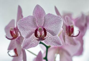 Как продлить жизнь букету орхидей