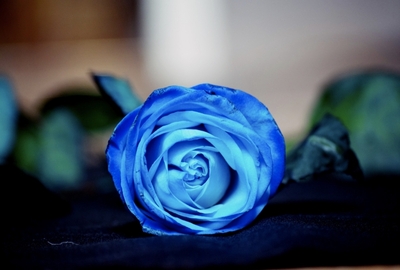 Купить синие розы в Хабаровске