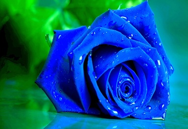 Значение синей розы