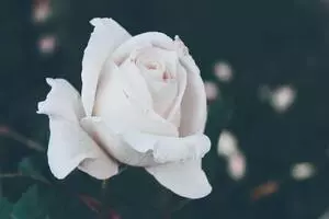 Белые розы купить в Хабаровске