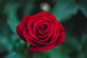 Длинные розы купить в Хабаровске