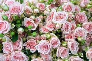 Кустовые розы купить в Хабаровске