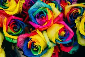 Радужные розы купить в Хабаровске