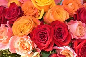 Разноцветные розы купить в Хабаровске