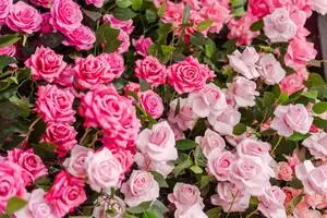 Розовые розы купить в Хабаровске