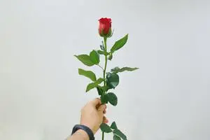 Букет стандартных роз в Хабаровске