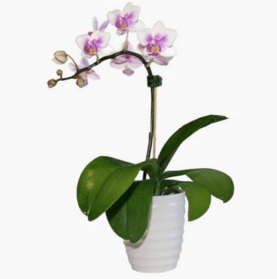 Орхидея бело-фиолетовая 