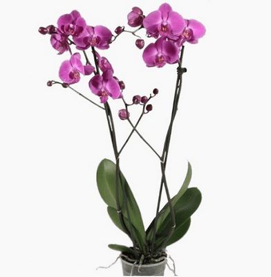 Орхидея фиолетовая 
