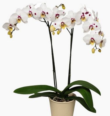 Орхидея белая с фиолетовыми  вкраплениями
