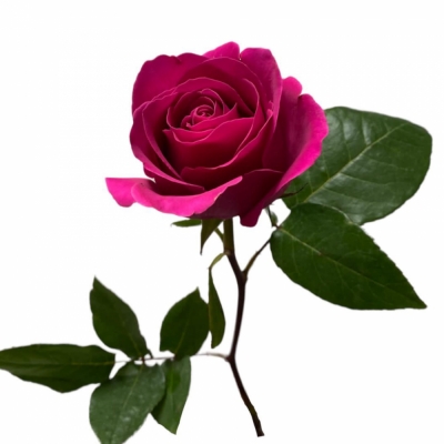 Ярко - розовая роза — Цветы SFlower – доставка цветочных букетов в Хабаровске. У нас цветы можно купить или заказать с доставкой круглосуточно — 