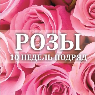 Розы 10 недель — Цветы SFlower – доставка цветочных букетов в Хабаровске. У нас цветы можно купить или заказать с доставкой круглосуточно — 194
