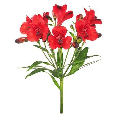 Альстромерия красная — Цветы SFlower – доставка цветочных букетов в Хабаровске. У нас цветы можно купить или заказать с доставкой круглосуточно — 212