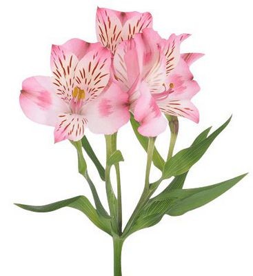 Альстромерия розовая — Цветы SFlower – доставка цветочных букетов в Хабаровске. У нас цветы можно купить или заказать с доставкой круглосуточно — 213