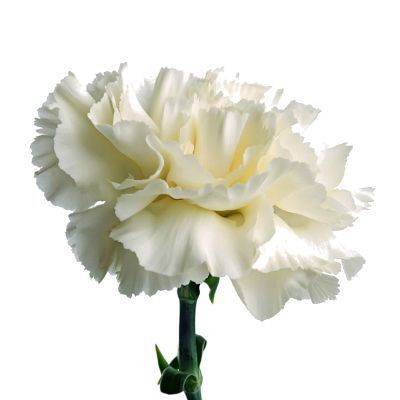 Гвоздика белая — Цветы SFlower – доставка цветочных букетов в Хабаровске. У нас цветы можно купить или заказать с доставкой круглосуточно — 215