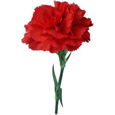 Гвоздика красная — Цветы SFlower – доставка цветочных букетов в Хабаровске. У нас цветы можно купить или заказать с доставкой круглосуточно — 216