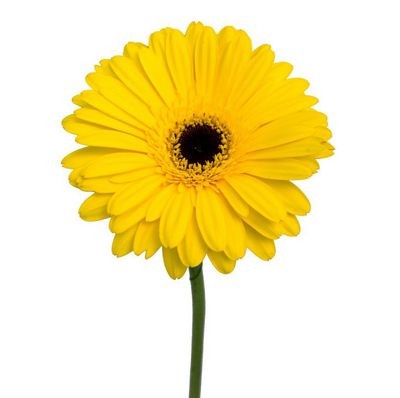 Гербера желтая — Цветы SFlower – доставка цветочных букетов в Хабаровске. У нас цветы можно купить или заказать с доставкой круглосуточно — 219