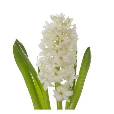 Гиацинт белый — Цветы SFlower – доставка цветочных букетов в Хабаровске. У нас цветы можно купить или заказать с доставкой круглосуточно — 222
