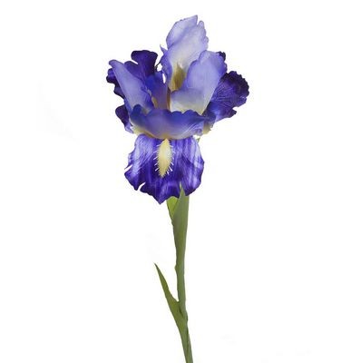 Ирис синий — Цветы SFlower – доставка цветочных букетов в Хабаровске. У нас цветы можно купить или заказать с доставкой круглосуточно — 225