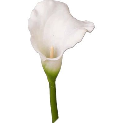 Калла белая — Цветы SFlower – доставка цветочных букетов в Хабаровске. У нас цветы можно купить или заказать с доставкой круглосуточно — 227