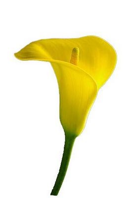 Калла желтая — Цветы SFlower – доставка цветочных букетов в Хабаровске. У нас цветы можно купить или заказать с доставкой круглосуточно — 228