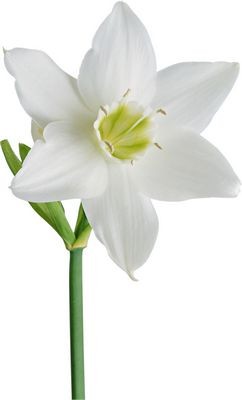 Нарцисс белый — Цветы SFlower – доставка цветочных букетов в Хабаровске. У нас цветы можно купить или заказать с доставкой круглосуточно — 230