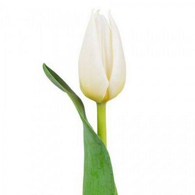 Тюльпан белый — Цветы SFlower – доставка цветочных букетов в Хабаровске. У нас цветы можно купить или заказать с доставкой круглосуточно — 239