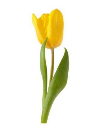 Тюльпан желтый — Цветы SFlower – доставка цветочных букетов в Хабаровске. У нас цветы можно купить или заказать с доставкой круглосуточно — 240