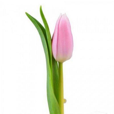 Тюльпан розовый — Цветы SFlower – доставка цветочных букетов в Хабаровске. У нас цветы можно купить или заказать с доставкой круглосуточно — 242