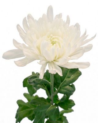 Хризантема белая — Цветы SFlower – доставка цветочных букетов в Хабаровске. У нас цветы можно купить или заказать с доставкой круглосуточно — 243