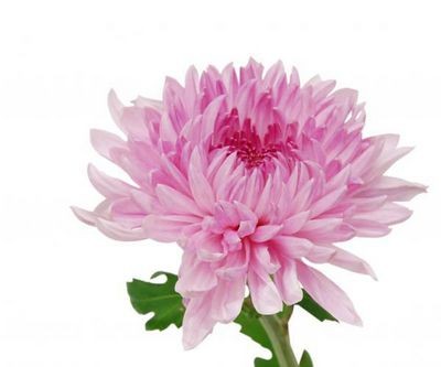 Хризантема розовая — Цветы SFlower – доставка цветочных букетов в Хабаровске. У нас цветы можно купить или заказать с доставкой круглосуточно — 245