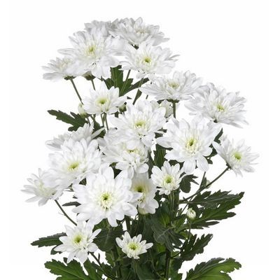 Хризантема кустовая белая — Цветы SFlower – доставка цветочных букетов в Хабаровске. У нас цветы можно купить или заказать с доставкой круглосуточно — 246