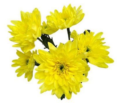 Хризантема кустовая желтая — Цветы SFlower – доставка цветочных букетов в Хабаровске. У нас цветы можно купить или заказать с доставкой круглосуточно — 248