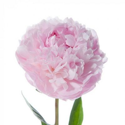 Пион розовый — Цветы SFlower – доставка цветочных букетов в Хабаровске. У нас цветы можно купить или заказать с доставкой круглосуточно — 255