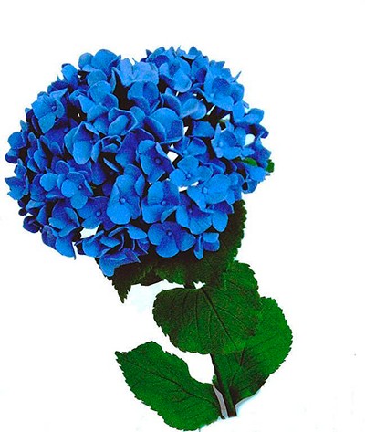 Гортензия синяя — Цветы SFlower – доставка цветочных букетов в Хабаровске. У нас цветы можно купить или заказать с доставкой круглосуточно — 257