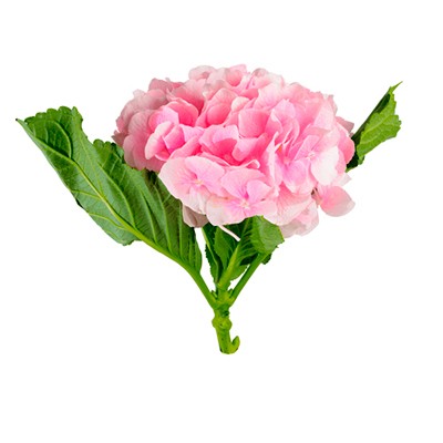 Гортензия розовая — Цветы SFlower – доставка цветочных букетов в Хабаровске. У нас цветы можно купить или заказать с доставкой круглосуточно — 258