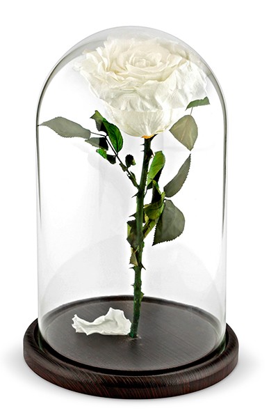 Белая роза в колбе — Цветы SFlower – доставка цветочных букетов в Хабаровске. У нас цветы можно купить или заказать с доставкой круглосуточно — 